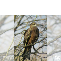 گونه کورکور سیاه Black Kite